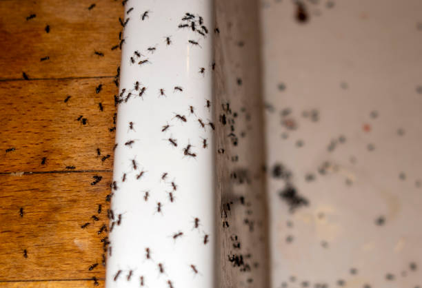 Best Pest Control Near Me in Ronceverte, WV