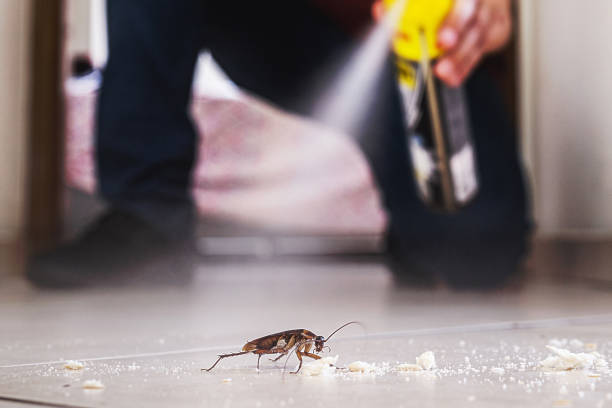 Best Termite Control Services  in Ronceverte, WV